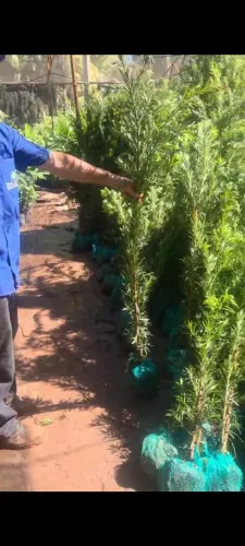 Podocarpus cerca viva 1,30 m