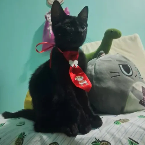 Adoção de gatinho - Levamos até você 