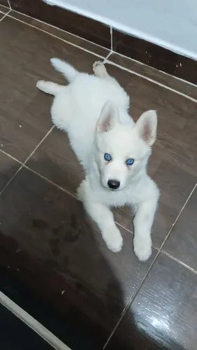 Husky Siberiano Filhote
