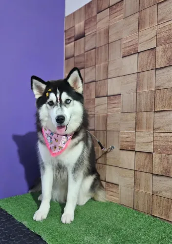 Husky Siberiano 