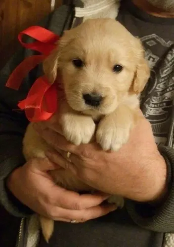 Filhote de Golden Retriever O Companheiro Que Vai Tornar Seus Dias Mais Especiais