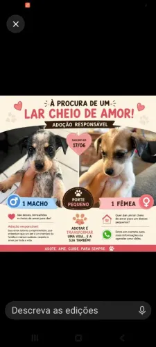 Adoção de animais