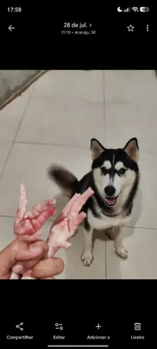 Vendo husky fêmea 