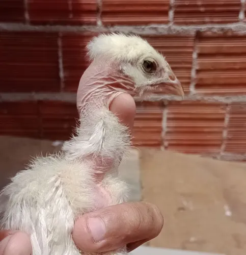 Vendo
