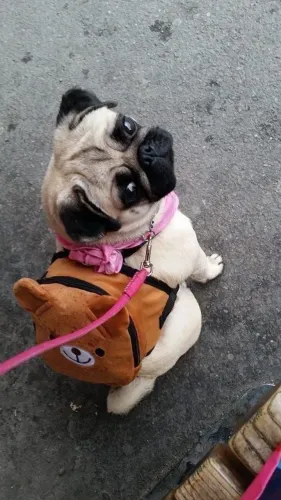 Pug - Seu Dia Bem Mais Leve