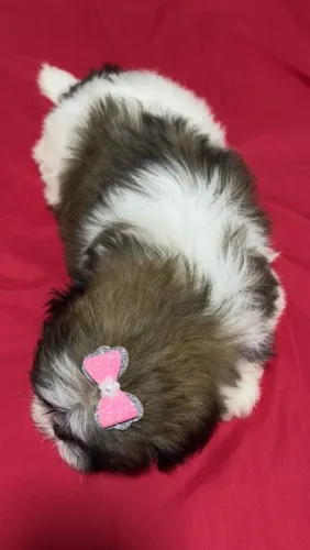 Filhote Shih Tzu