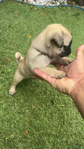 Pug Um cachorrinho que transforma qualquer ambiente