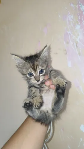 Adoção de gata fêmea