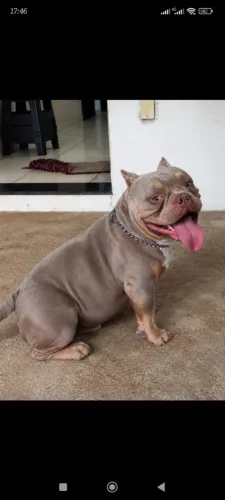 American Bully micro