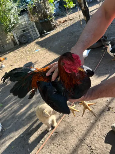 Galo índio
