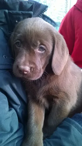 Filhote de Labrador O Companheiro Que Vai Fazer Parte dos Seus Melhores Momentos