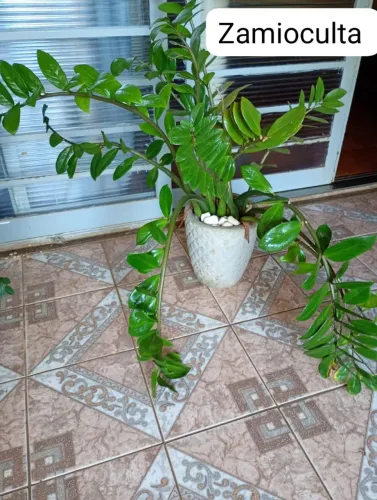 Plantas