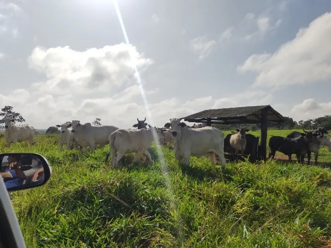 240 alqueires prontos a 120 km de Belém-PA R$15 milhões aceita parcelamento