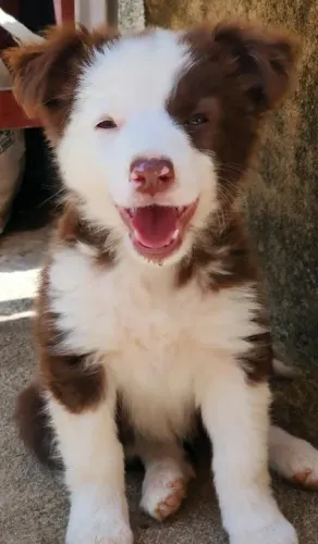 Border collie todas as cores, padrão CBKC 