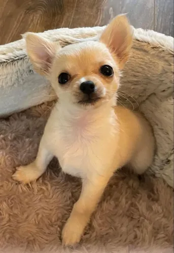 Chihuahua inspirador 