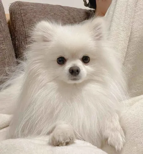 Filhote spitz alemão, Quem precisa de um despertador quando se tem um filhote animado?