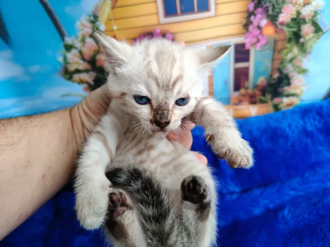 Bengal snow lynx olhos azuis