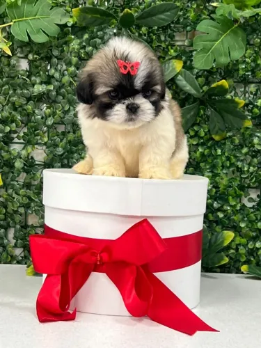 Filhote disponível Shihtzu companheiro 