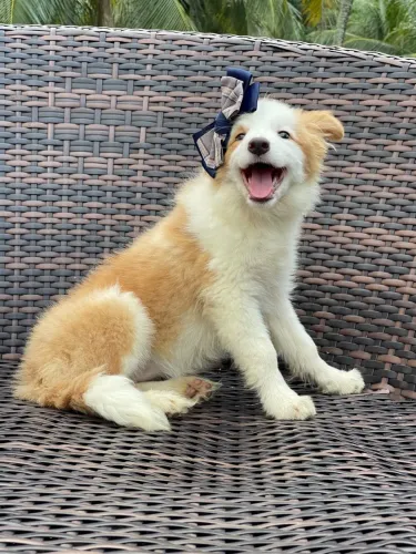 Border collie Triunfokennel 