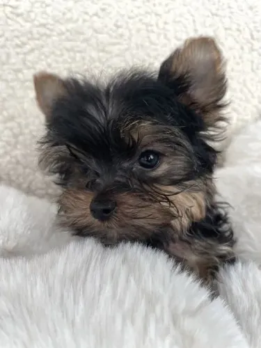 Yorkshire Terrier trabalhamos com mais de 20 raças.