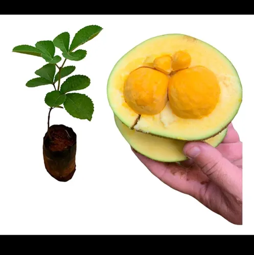 Mudas de pequi
