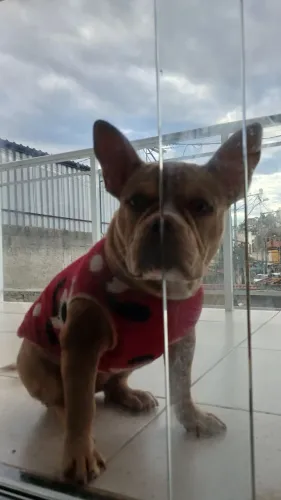 Vendo cachorro fêmea