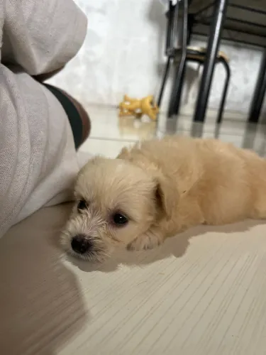 Filho Poodle macho 