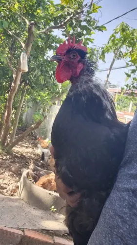 Galo preto gigante
