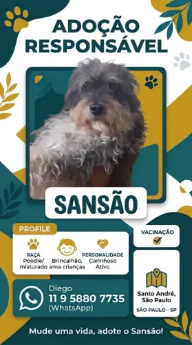 Adoção responsável 