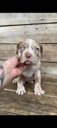 Filhote de American Bully com Pit Monster 