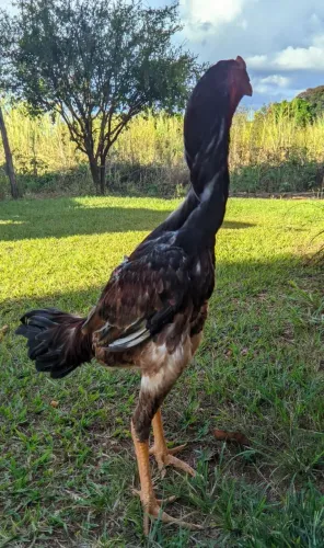 Frango indio gigante 