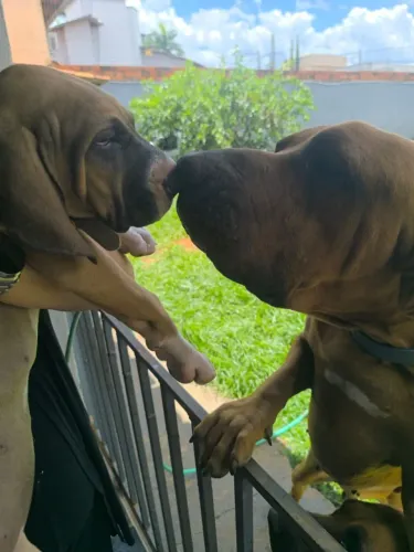 Filhote fila brasileiro 