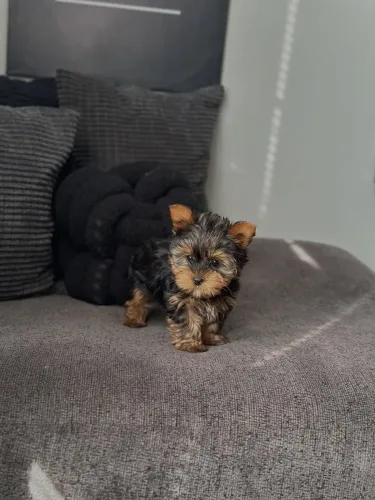 Filhote de yorkshire terrier macho minusculo 