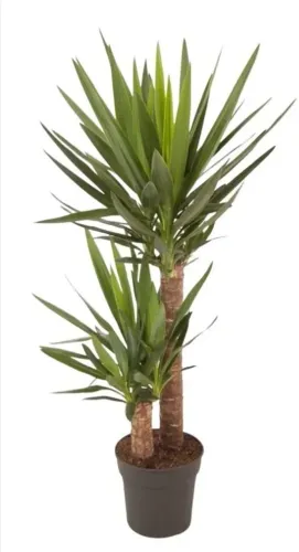 Yuca planta ornamentais