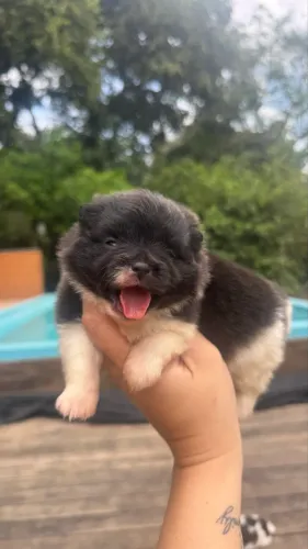 Spitz alemão fêmea 
