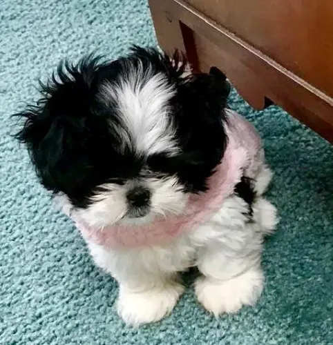 Shihtzu fêmea.