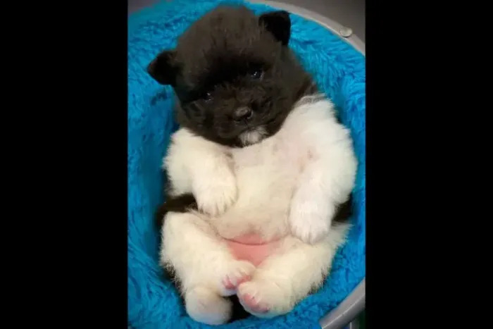 Filhotes de Spitz Alemão | Filhotes que fazem tudo melhor.