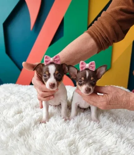 Pinscher Branco com Chocolate Disponível Macho e Fêmea