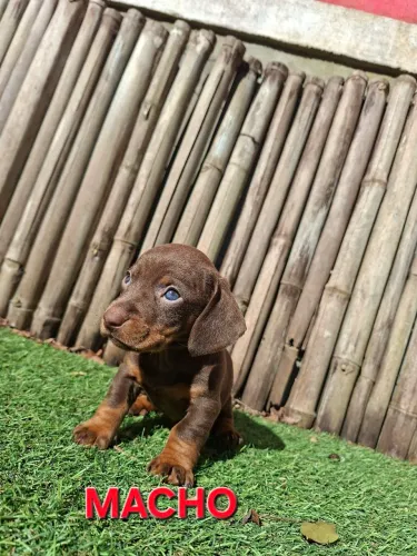 Dachshunt