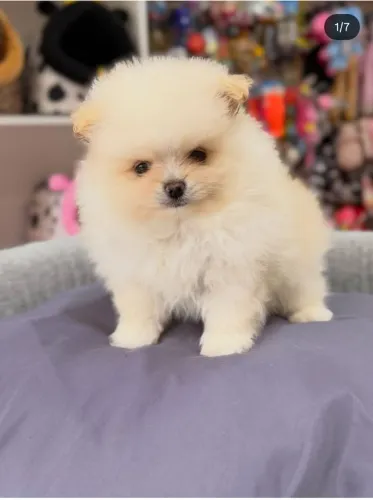 LULU DA POMERÂNIA ANÃO MACHO E FÊMEA