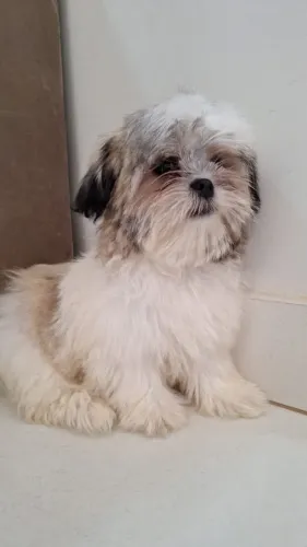 VENDO FILHOTE DE SHIH TZU