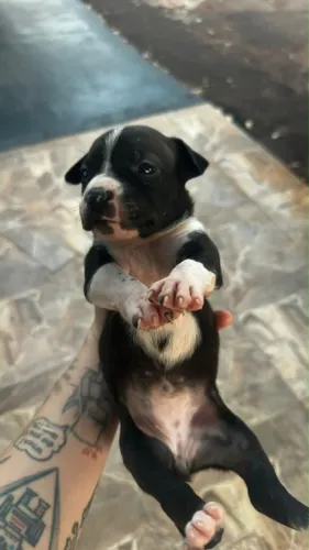 Filhotes de Amstaff e American Bully