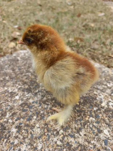 Pintinhos de Brahma Perdiz!