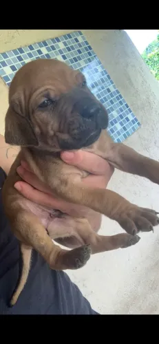 Fila brasileiro 