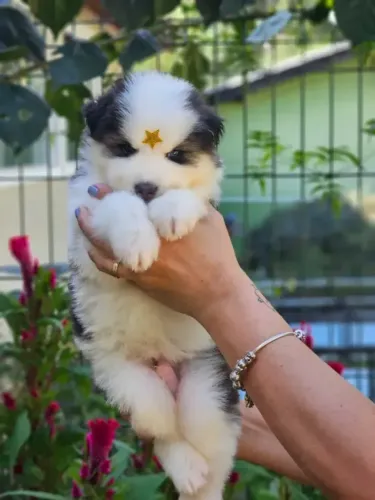 DOACAO DE HUSKY RACA PURA *FILHOTE PURO* *DOACAO*