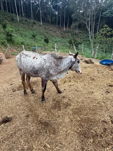 Novilha e Touro