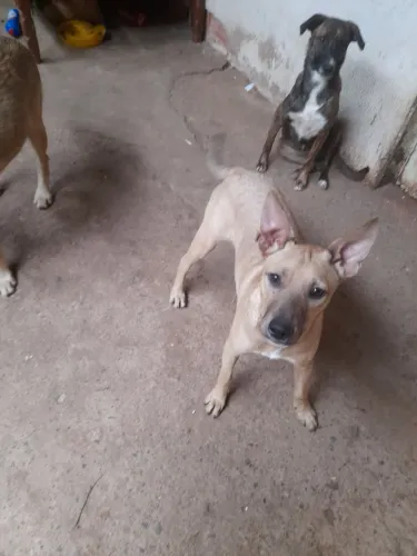 Estou doando esses cachorros