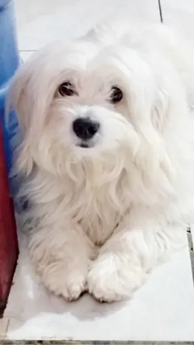 Procuro namorada para meu maltês, Bob tem 4 anos