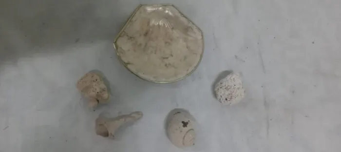 Decoração com Concha feita de madrepérola com uma borda metálica, conchas e corais