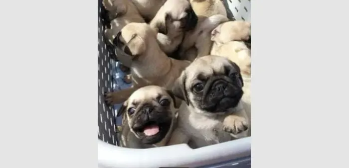 Pug: Pequeno, brincalhões e muito afetuoso.